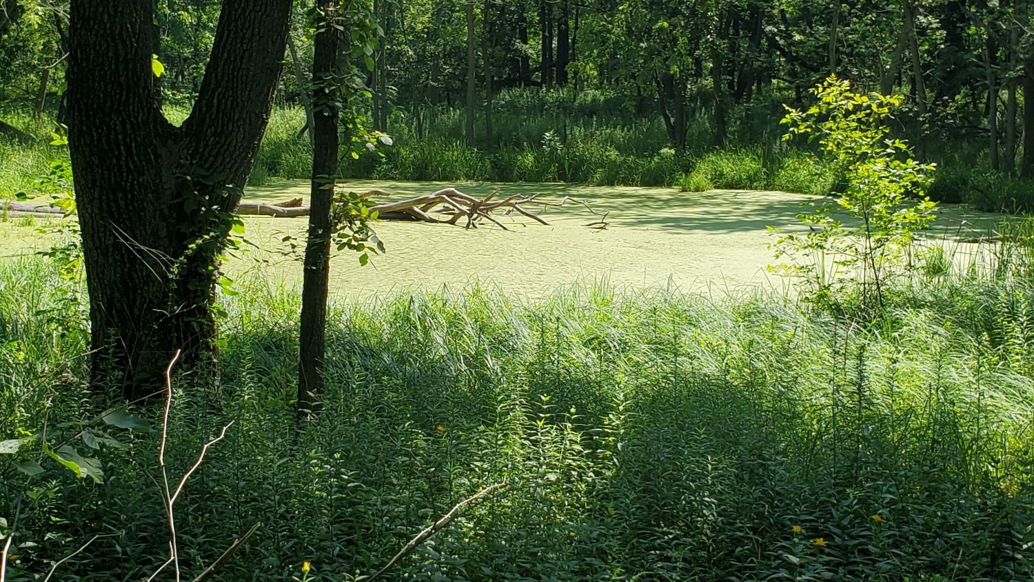 Bemis Forest Preserve Cook County 